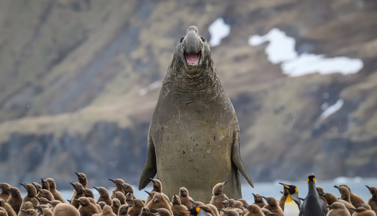 Nikon Comedy Wildlife 2026 Finalists