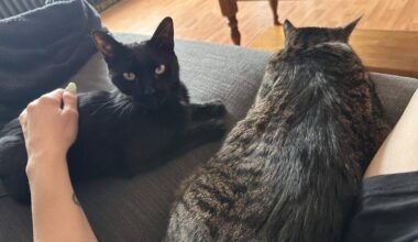 millie the cat goes missing in mississauga but is found safe.