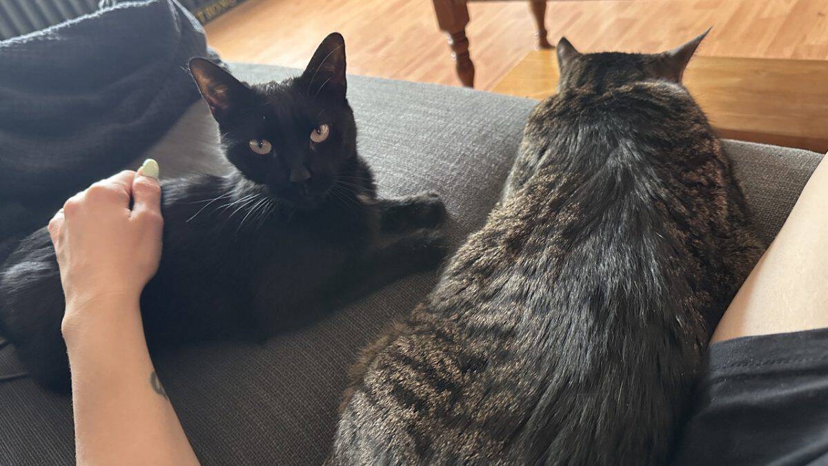 millie the cat goes missing in mississauga but is found safe.