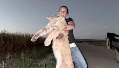 Clark Mother Of Nine Shoots Mountain Lion Hanging Around Family's Corn Maze