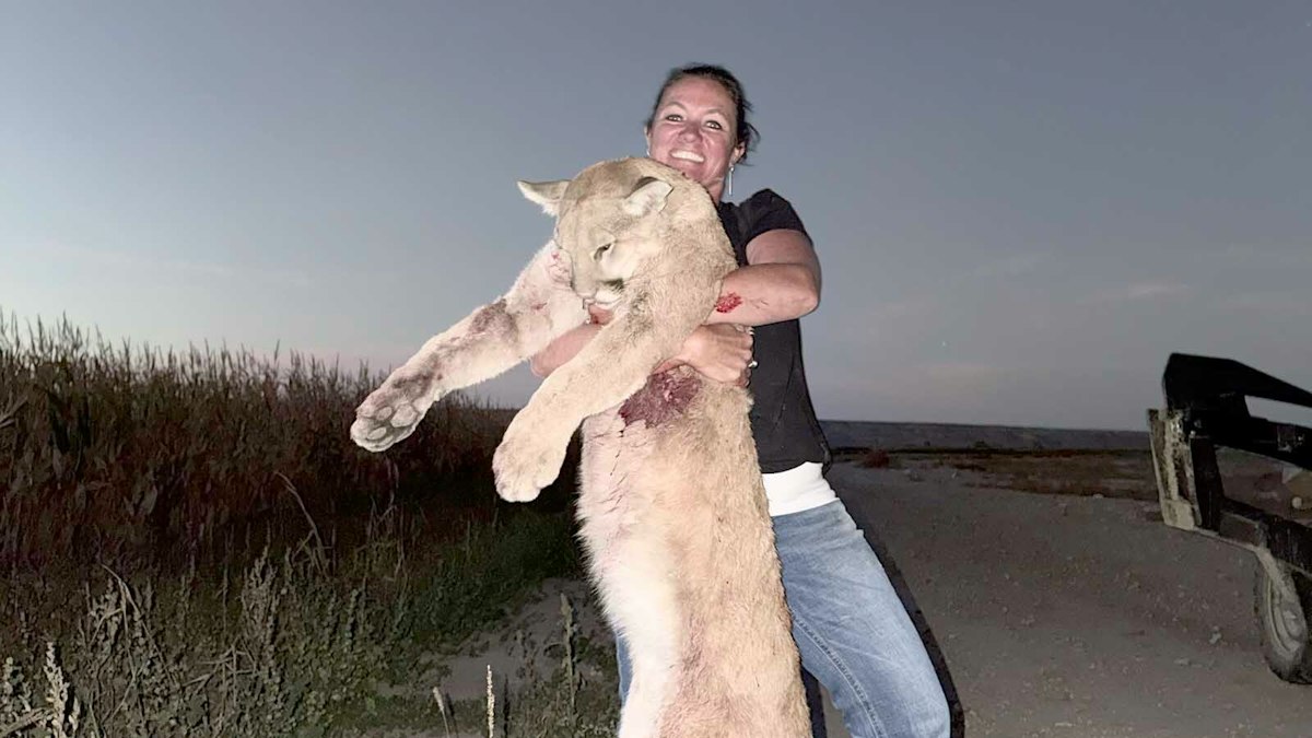 Clark Mother Of Nine Shoots Mountain Lion Hanging Around Family's Corn Maze