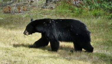 QUIZ: Watching out for bears