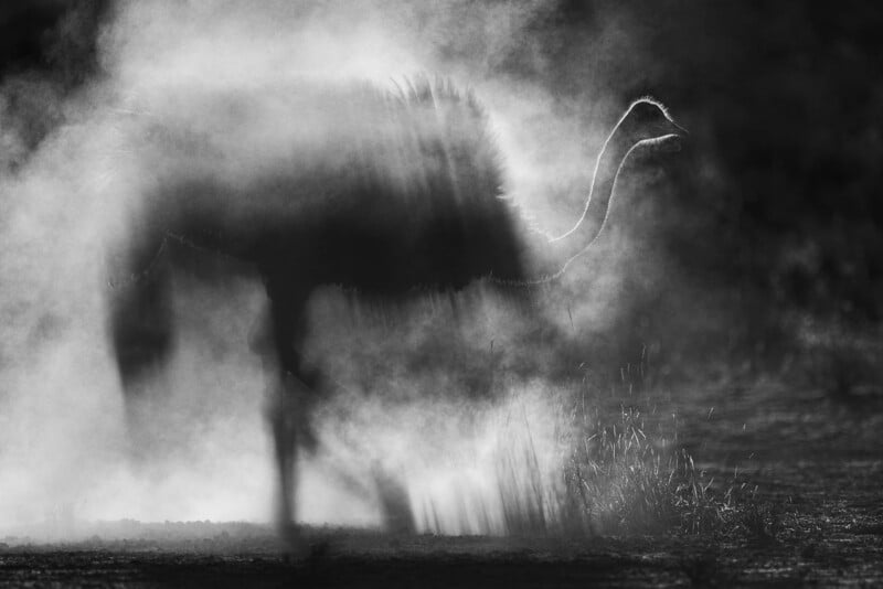 A black-and-white silhouette of an ostrich walking through a thick cloud of dust.