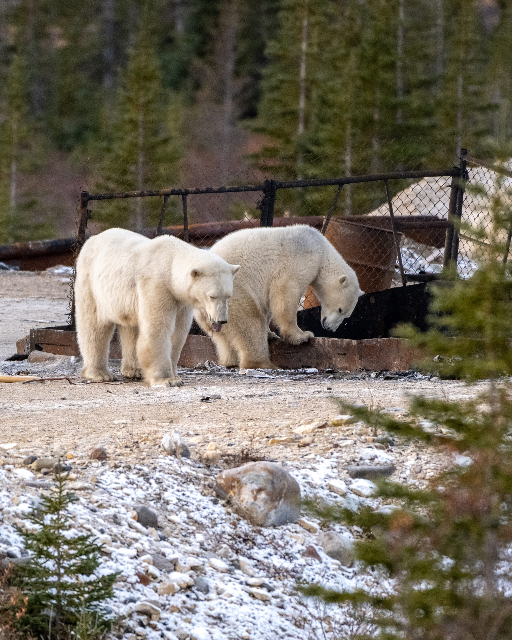 Two polar bears inspect a chainlink fence and old rusty barrels
