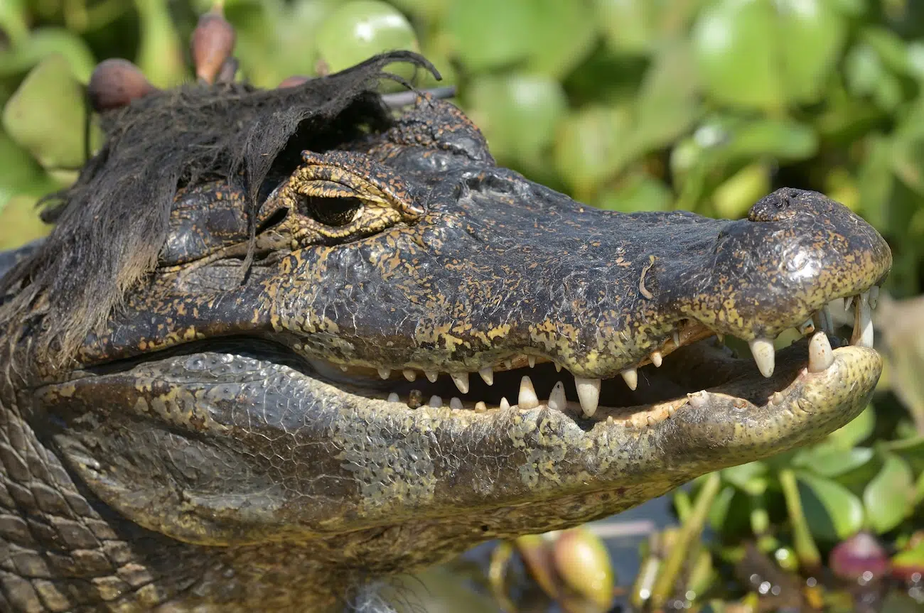 Nikon Comedy Wildlife 2026 Finalists