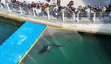 Shark nicknamed ‘Bukangi’ rescued from canal in South Korea