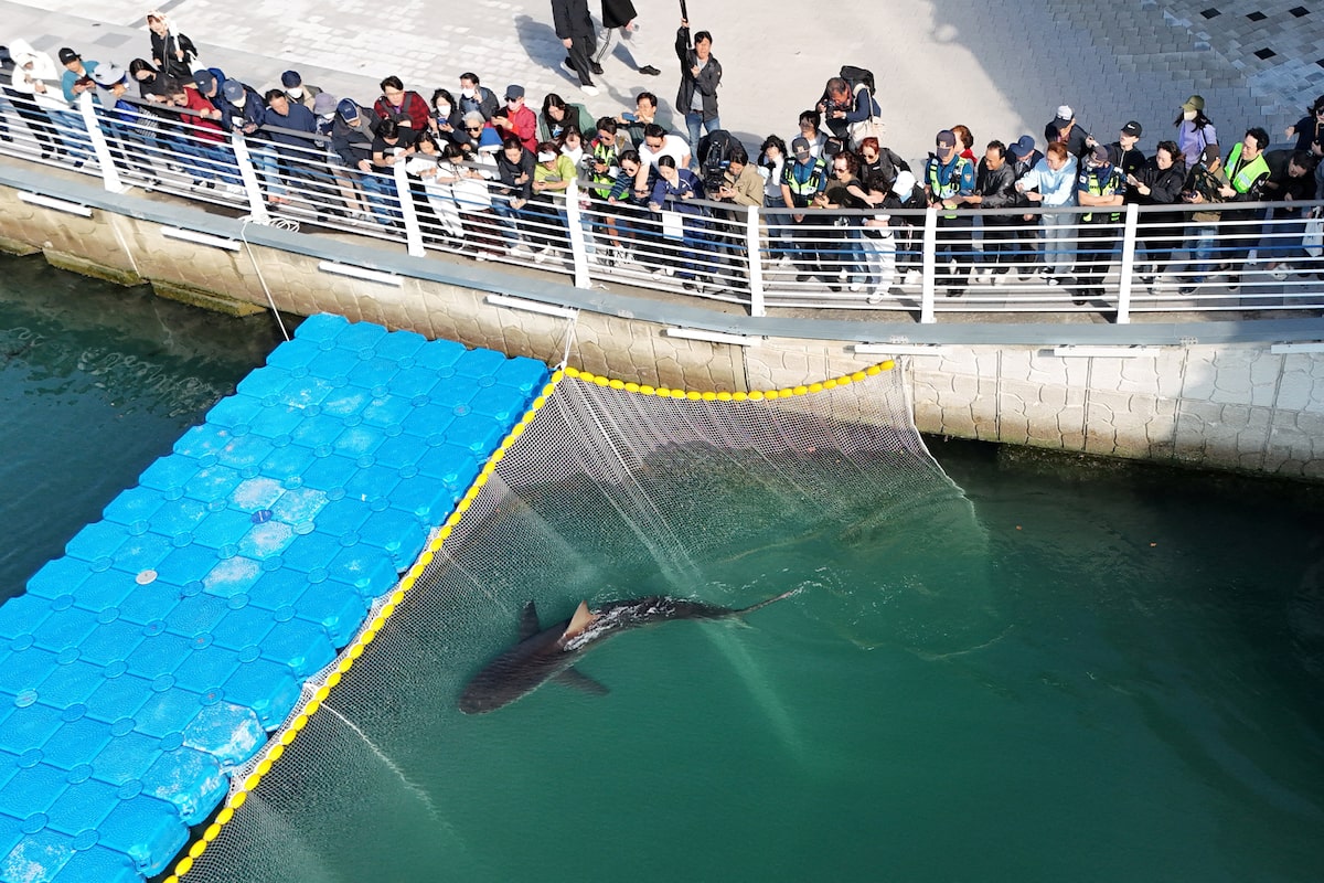 Shark nicknamed ‘Bukangi’ rescued from canal in South Korea