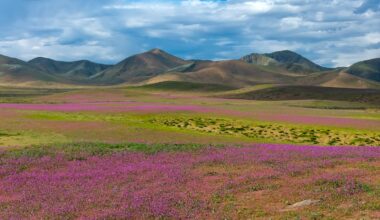 Patches of blooming wildflowers in the Atacama Desert near Copiapo, Chile.