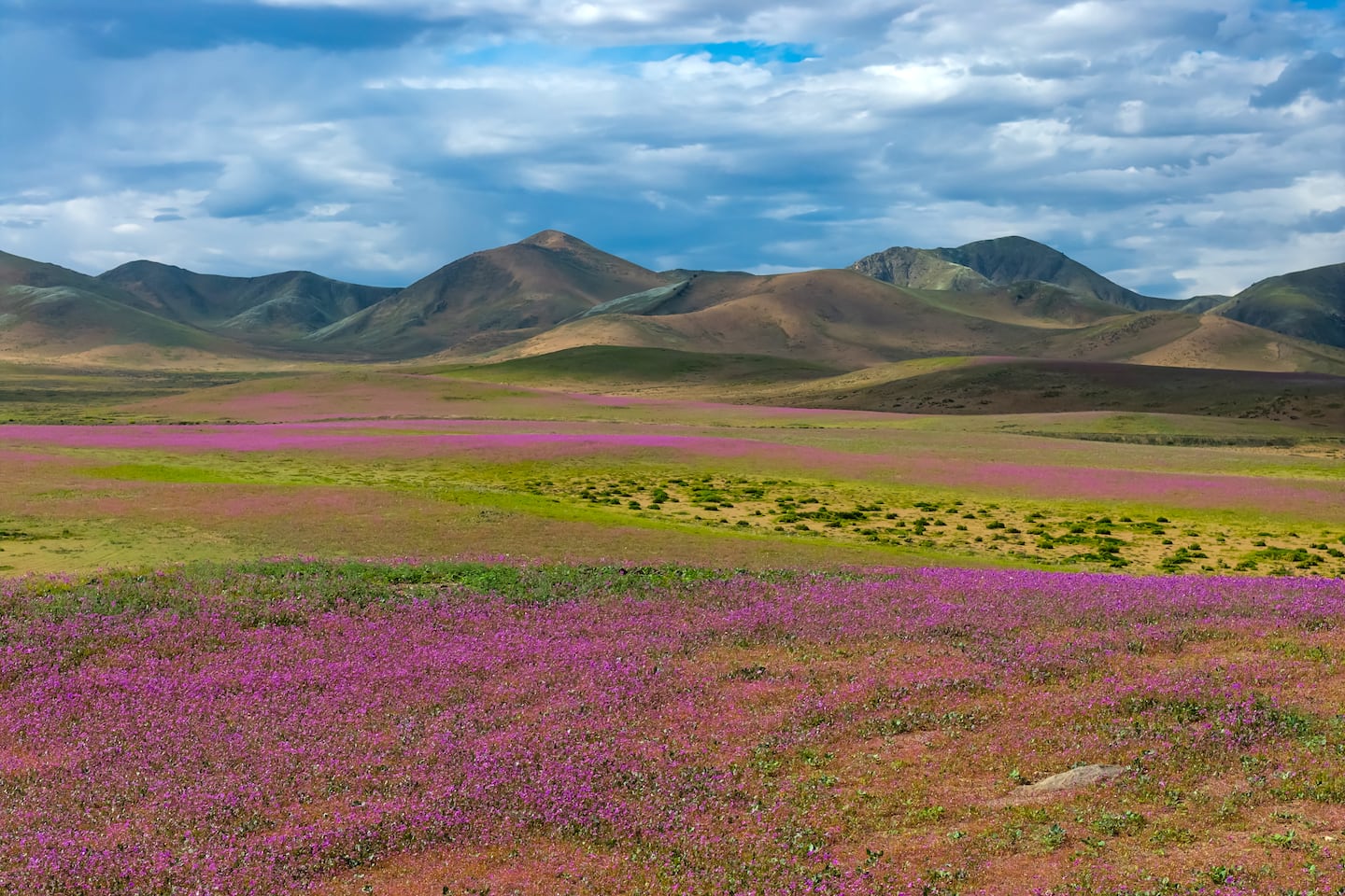 Patches of blooming wildflowers in the Atacama Desert near Copiapo, Chile.