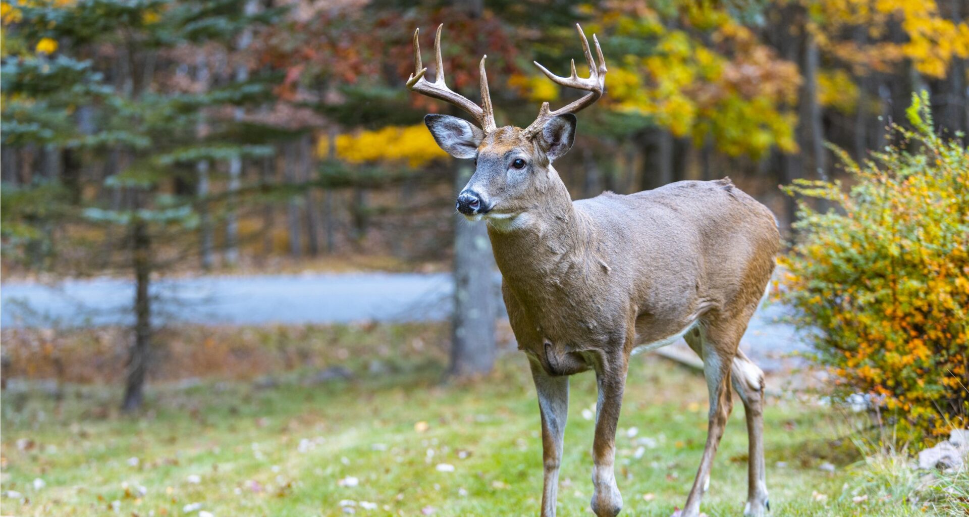 How to Protect Vulnerable Growth From Wildlife in Winter: 7 Key Plants