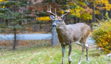 How to Protect Vulnerable Growth From Wildlife in Winter: 7 Key Plants
