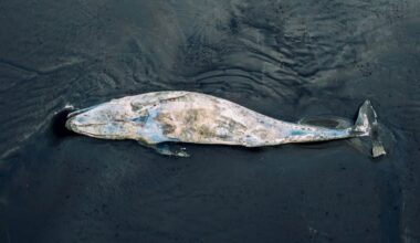A 42-Foot Whale Carcass Washed Up On An Australian Beach, And Great White Sharks Followed