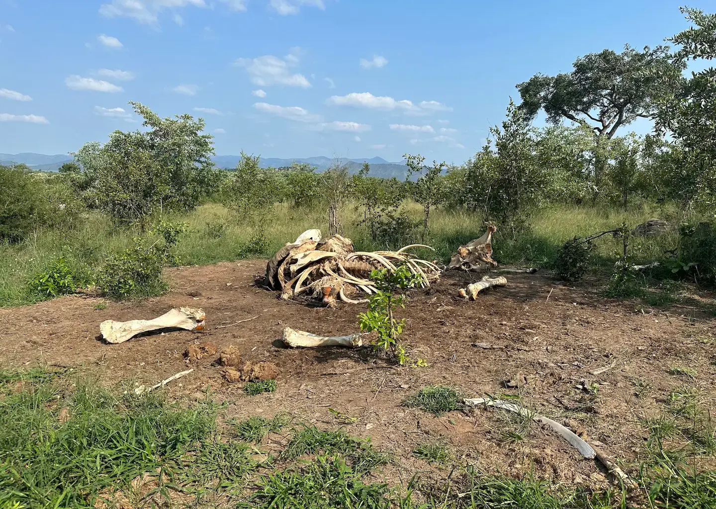 When an elephant dies, its body marks the landscape for a decade