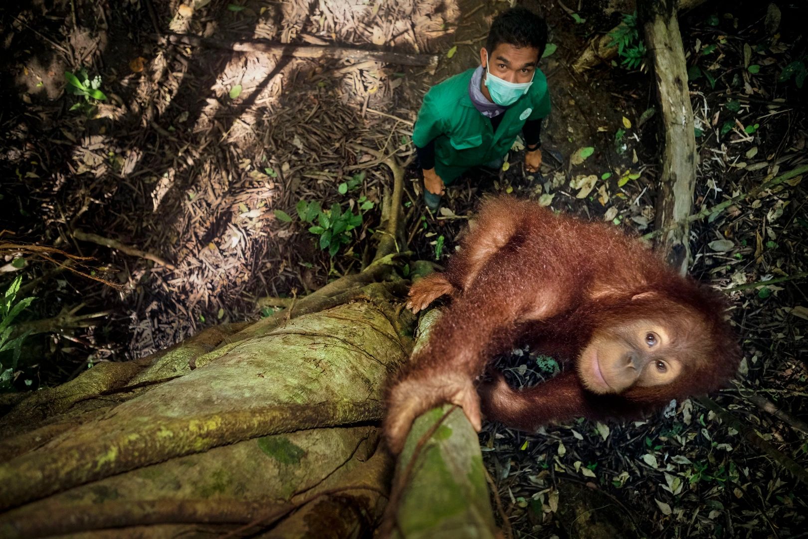 Saving Orangutans Alain Schroeder