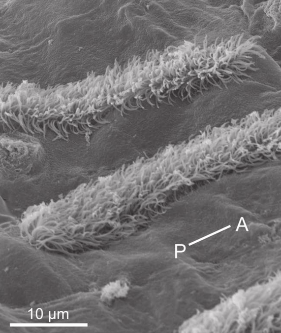 Scientists Find Squid Are Covered in Hair-Like Cells Remarkably Similar to The Ones in Human Ears