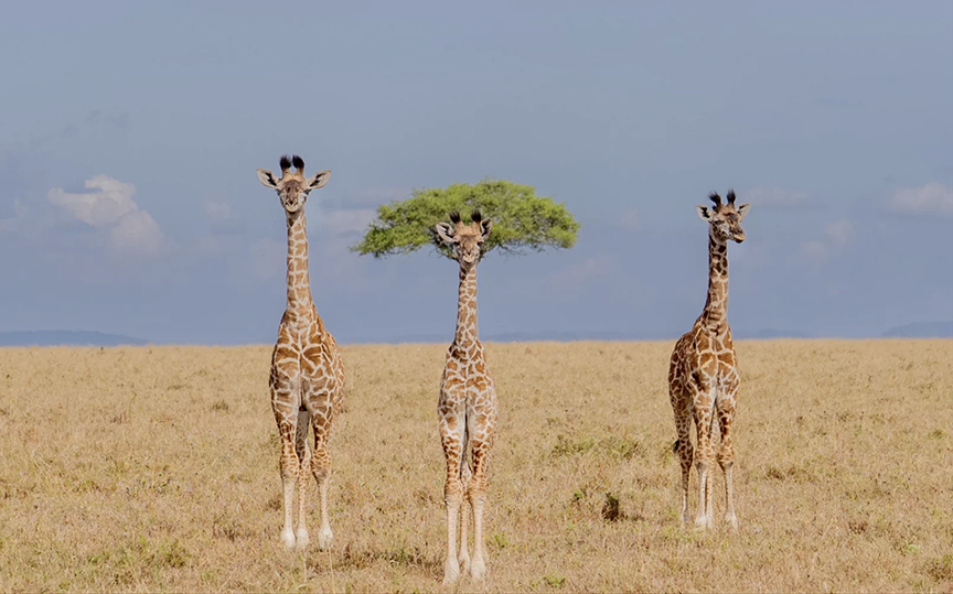 3 giraffes