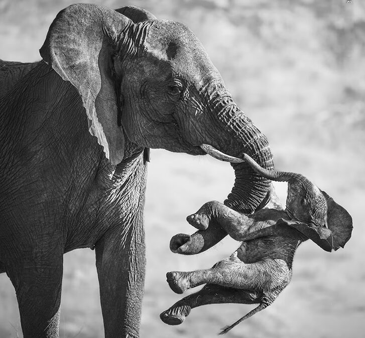 A black and white image of an elephant carrying the stiff body of an emaciated calf with its trunk