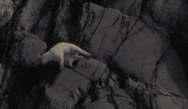 A mother and baby polar bear lounge out on the side of a rocky face.