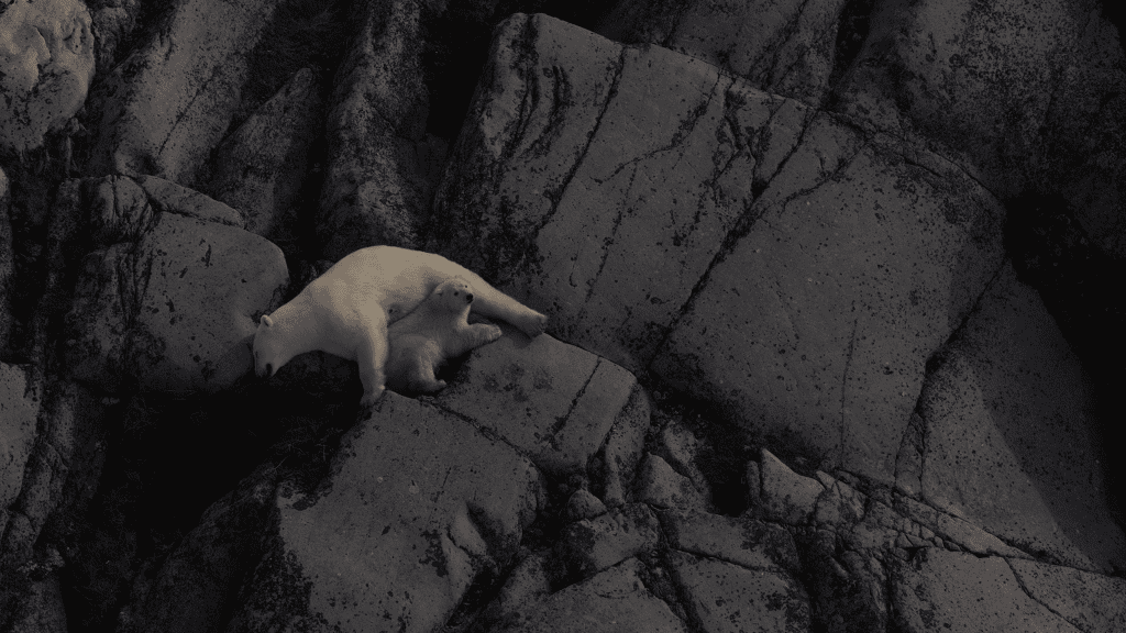 A mother and baby polar bear lounge out on the side of a rocky face.