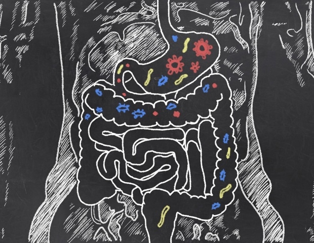 Certain gut bacteria may intensify inflammatory responses to vaccines