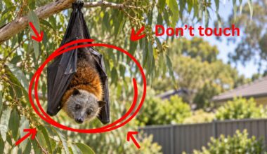 NSW issues warning over potentially fatal lyssavirus after 43 people assessed for bat bites and scratches