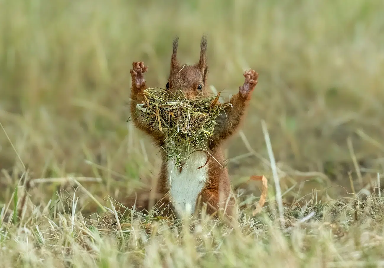 Nikon Comedy Wildlife 2026 Finalists