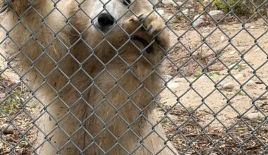 Assiniboine Park Zoo unveils polar bear cub’s name - CTV News