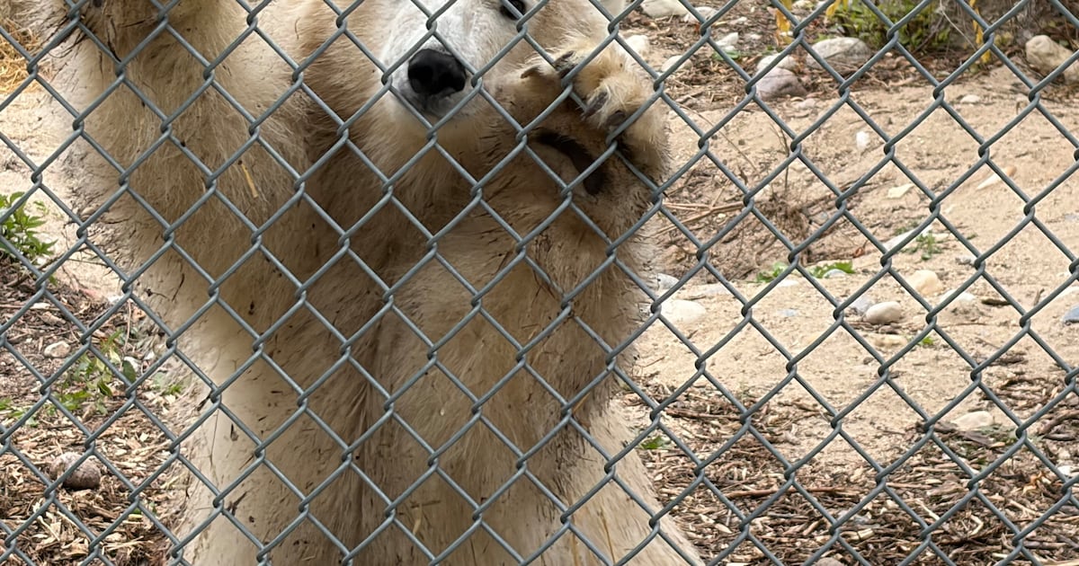 Assiniboine Park Zoo unveils polar bear cub’s name - CTV News