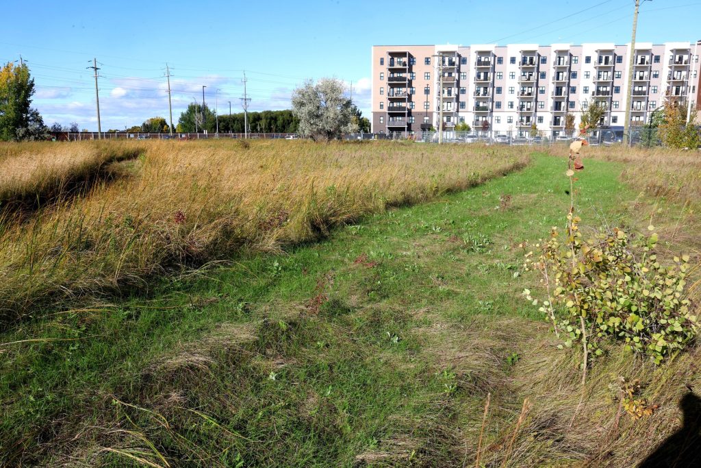 A field of tall grasses is interrupted by a track of mowed lawn running through it.