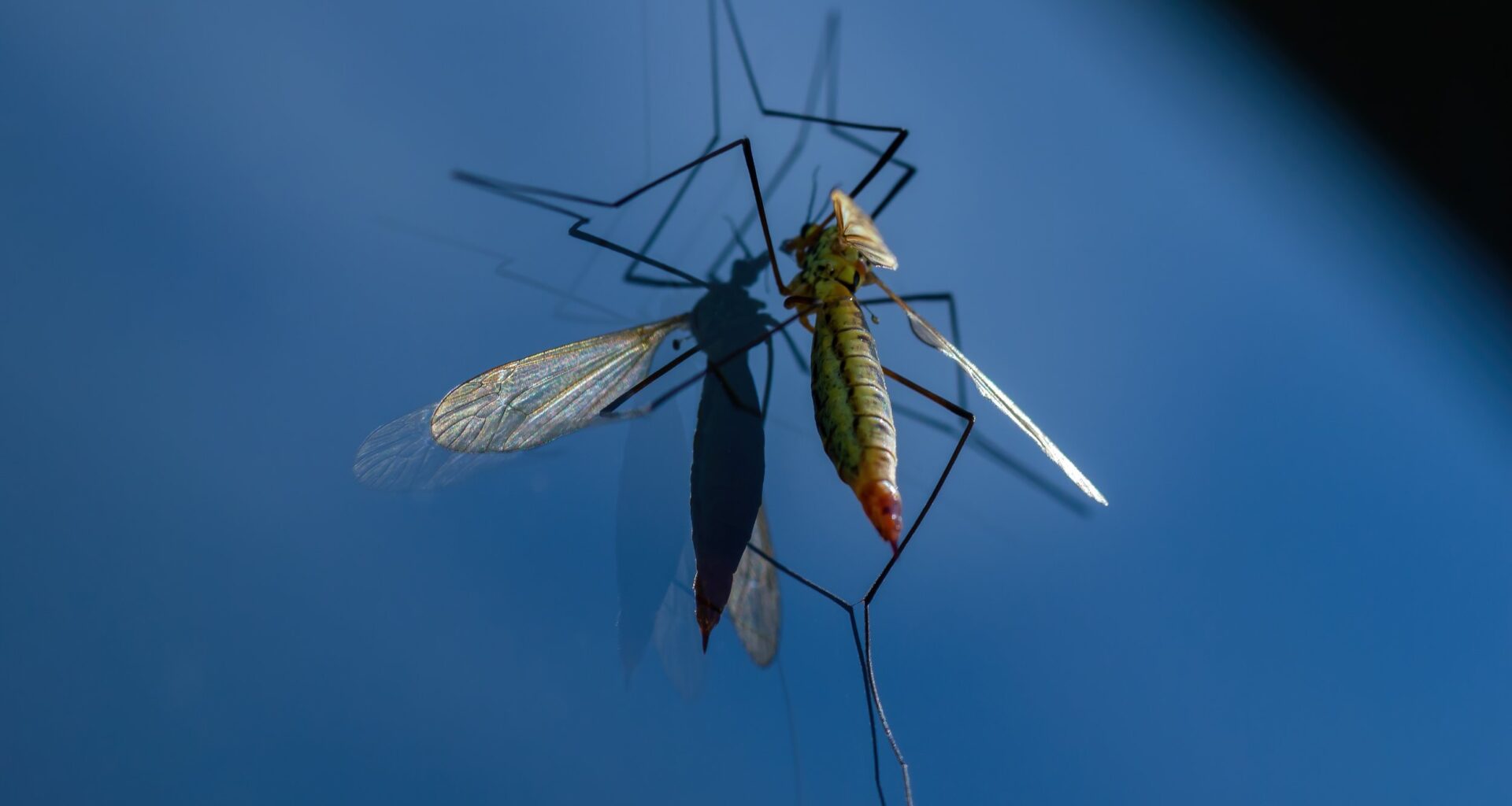 WOAH Warns of Sharp Rise in Vector-Borne Disease Reports