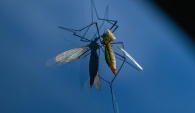WOAH Warns of Sharp Rise in Vector-Borne Disease Reports