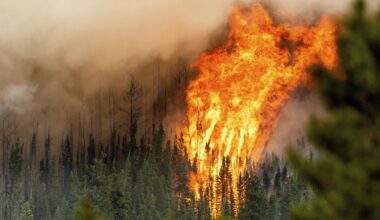 A tall column of flames burning in a forest fire.