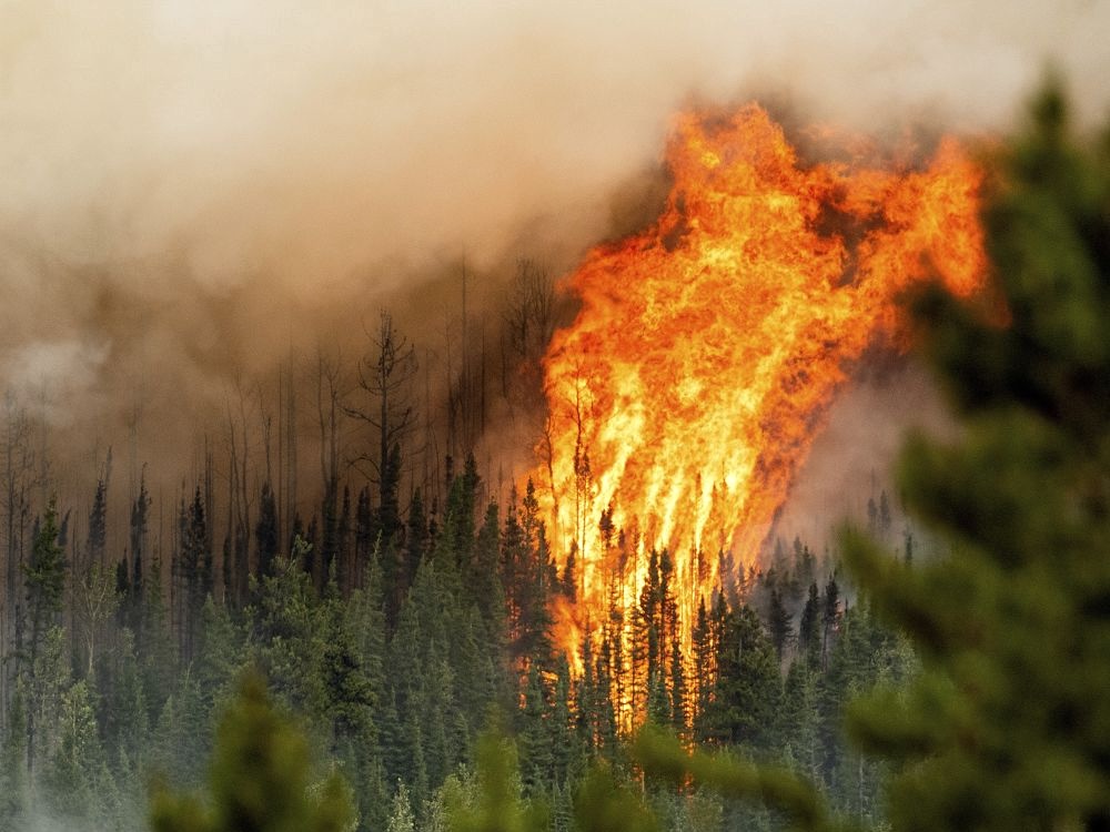 A tall column of flames burning in a forest fire.