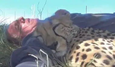 A wildlife photographer woke up from a nap under a tree with a cheetah sleeping against him