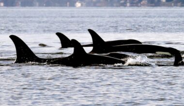 Critically endangered southern resident orca calf dies off Vancouver Island - CTV News