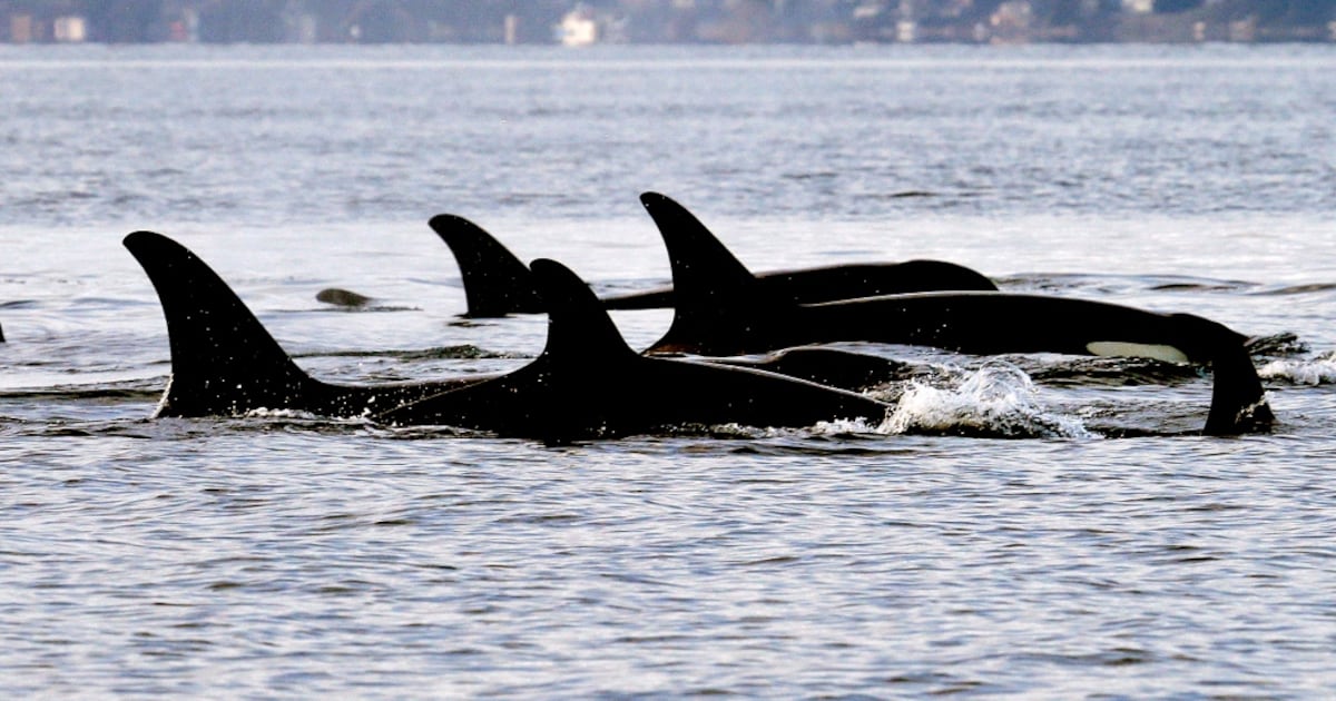 Critically endangered southern resident orca calf dies off Vancouver Island - CTV News