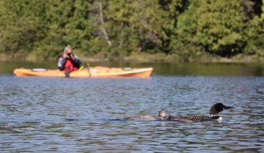Scientists report ‘substantial’ declines in loons across Canada