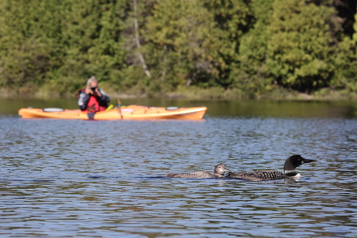 Scientists report ‘substantial’ declines in loons across Canada