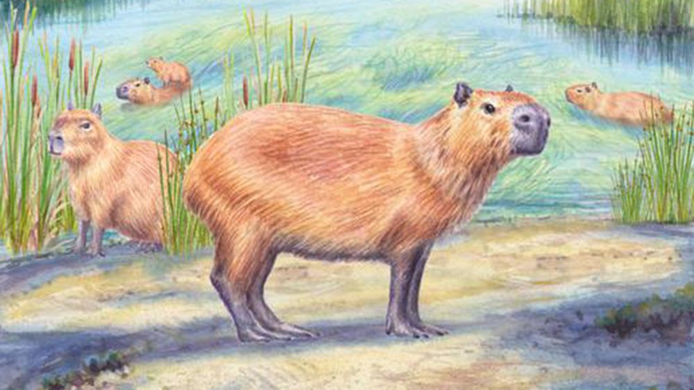 'Freakish' discovery of 9 million-year-old capybara tooth supports idea that Atacama wasn't always a desert