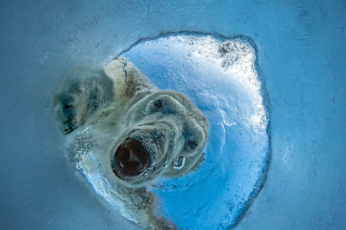 A Seal