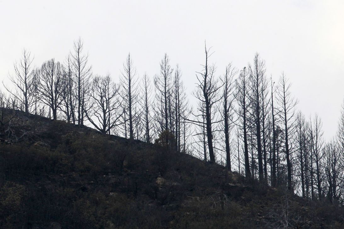 A ridge line of burnt trees are shown following the Track Fire north of Raton, New Mexico, on June 16, 2011.