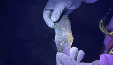 Probiotic cocktail to slow deadly bat disease, white-nose syndrome, in Alberta shows 'little bit of hope'