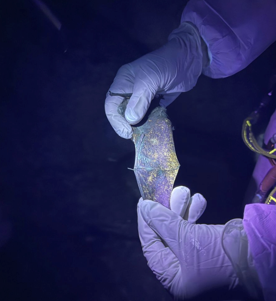 Probiotic cocktail to slow deadly bat disease, white-nose syndrome, in Alberta shows 'little bit of hope'