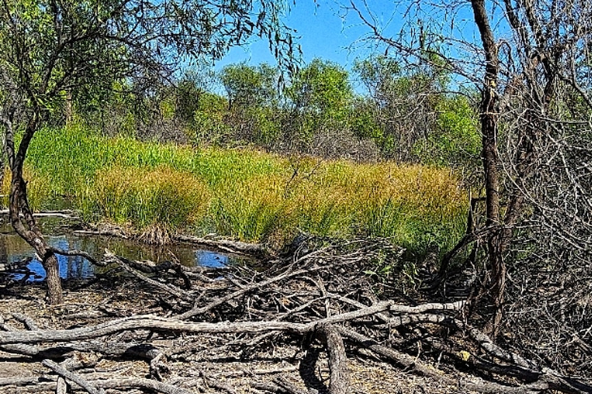 A freshwater spring surrounded by green vegetation and logs.