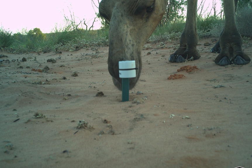 A camel sniffs at a small marker sticking out of the sand in a desert area.