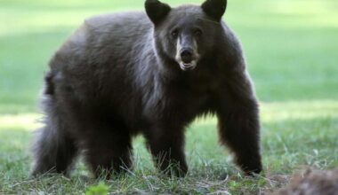 Bear shot after charging children near Castlegar playground