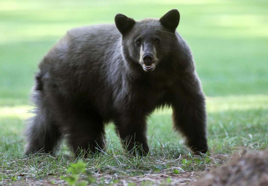 Bear shot after charging children near Castlegar playground