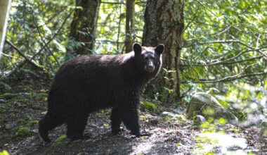 Man attacked by black bear in Castlegar