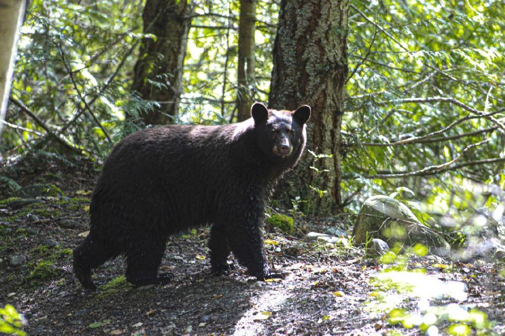 Man attacked by black bear in Castlegar