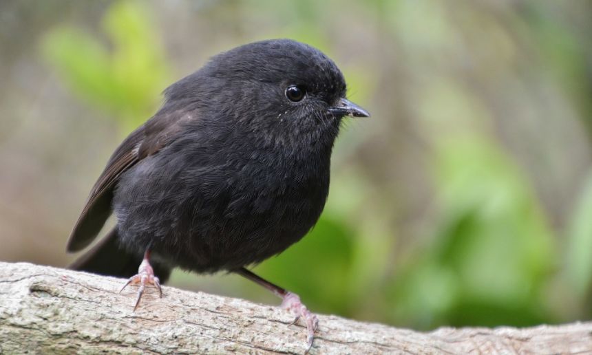 Black robin. Rangatira. Oscar Thomas_1.jpg